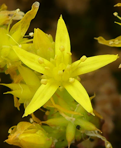 sedum acre