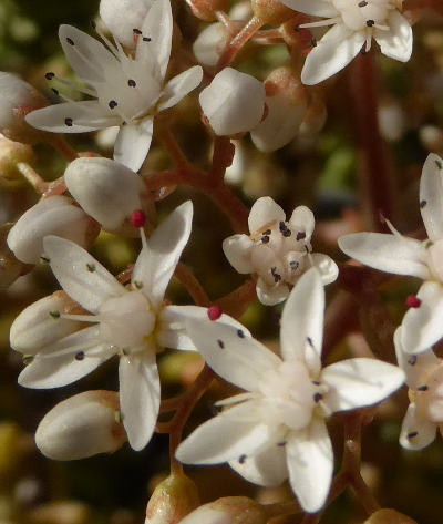 sedum album