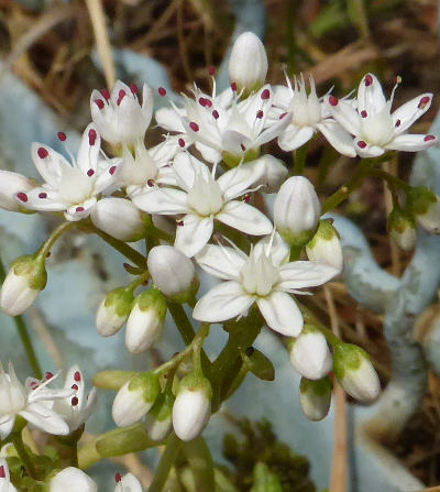 sedum album