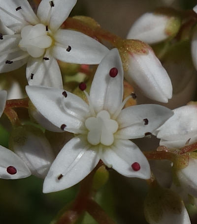 sedum album