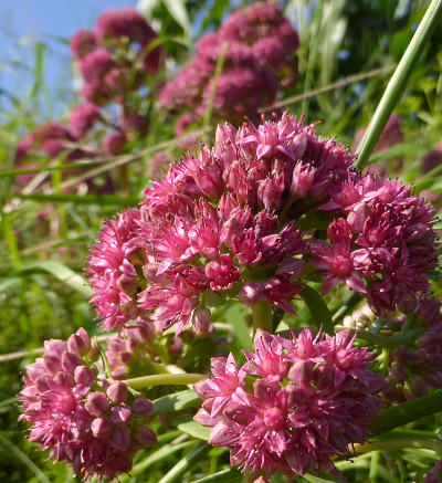 sedum telephium