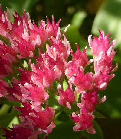 sedum telephium