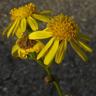 senecio inaequidens