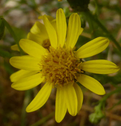 senecio inaequidens