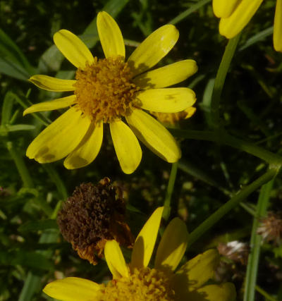 senecio inaequidens