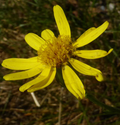 senecio inaequidens