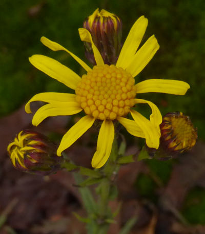 senecio inaequidens