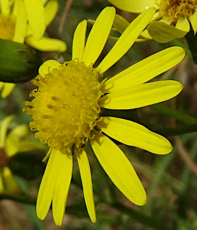 senecio inaequidens