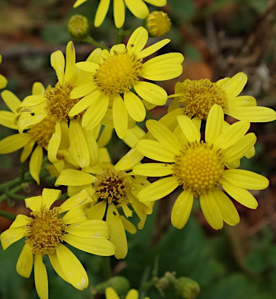 senecio inaequidens