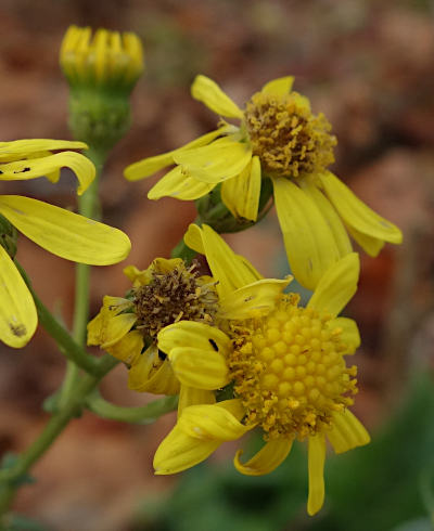 senecio inaequidens