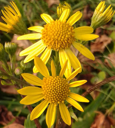 senecio jacobaea