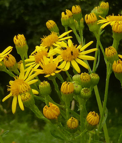 senecio jacobaea