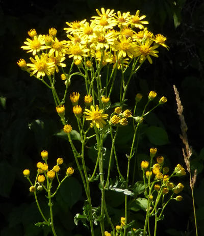 senecio jacobaea