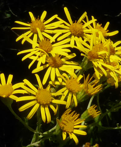 senecio jacobaea