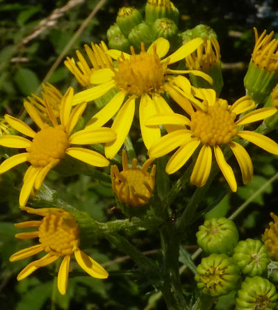 senecio jacobaea