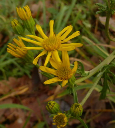 senecio jacobaea