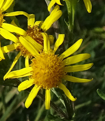 senecio jacobaea