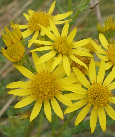 senecio jacobaea