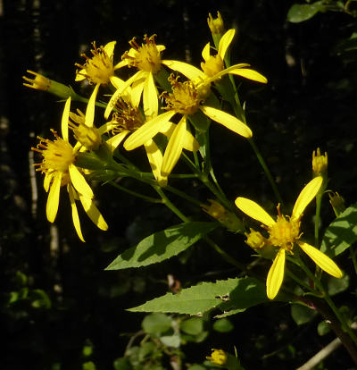 senecio ovatus