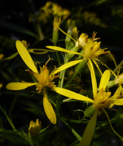 senecio ovatus