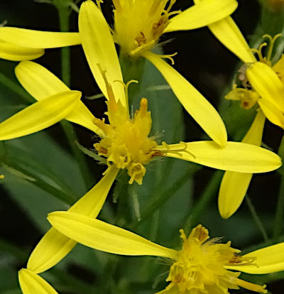 senecio ovatus