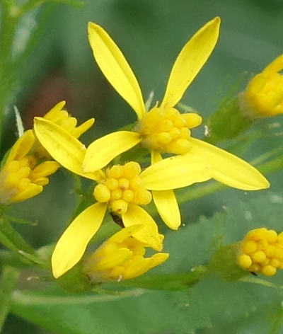 senecio ovatus