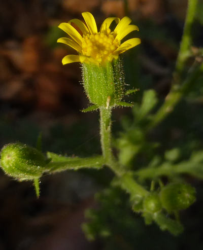 senecio viscosus