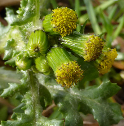 senecio vulgaris