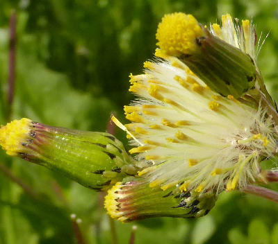 senecio vulgaris