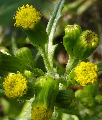 senecio vulgaris