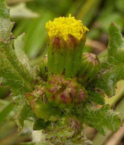 senecio vulgaris