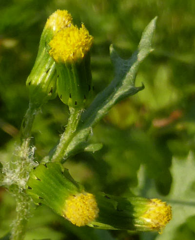 senecio vulgaris