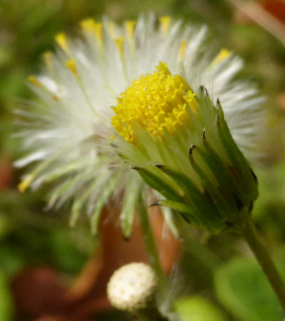 senecio vulgaris