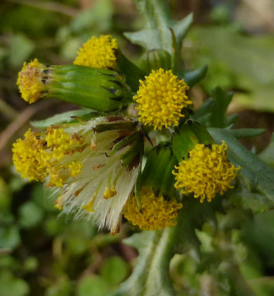 senecio vulgaris