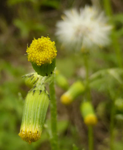 senecio vulgaris