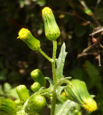 senecio vulgaris