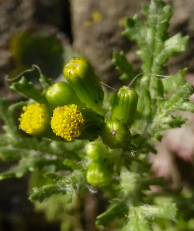 senecio vulgaris