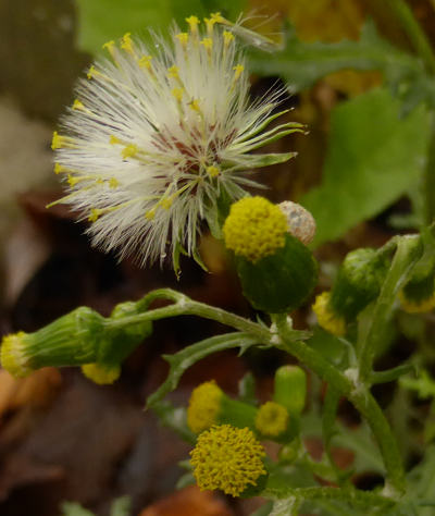 senecio vulgaris