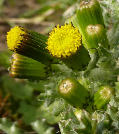 senecio vulgaris