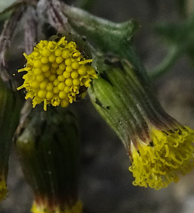 senecio vulgaris