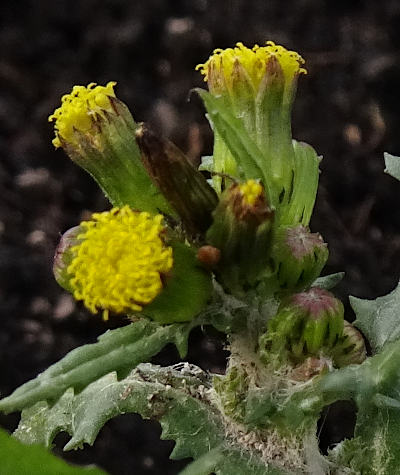 senecio vulgaris