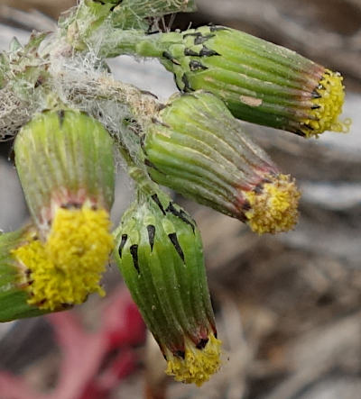 senecio vulgaris