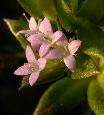 sherardia arvensis