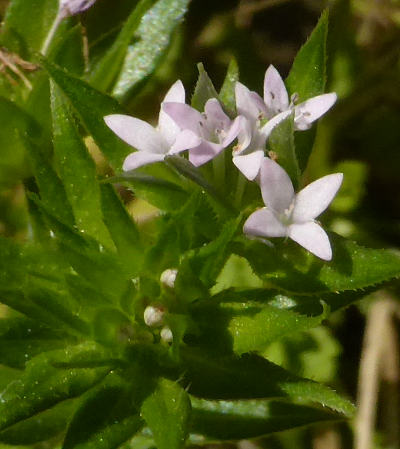 sherardia arvensis