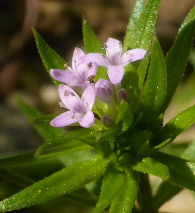 sherardia arvensis