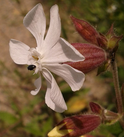 silene alba