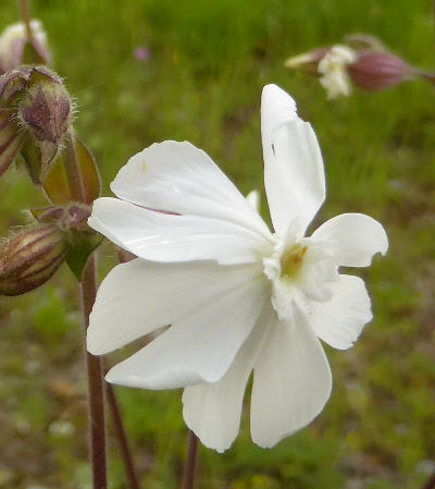 silene alba