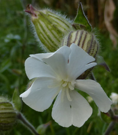 silene alba