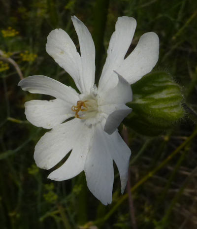 silene alba