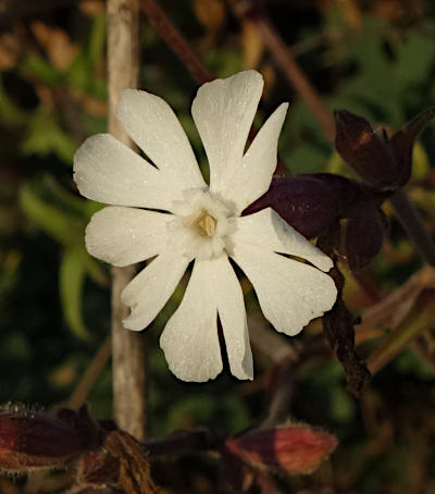 silene alba